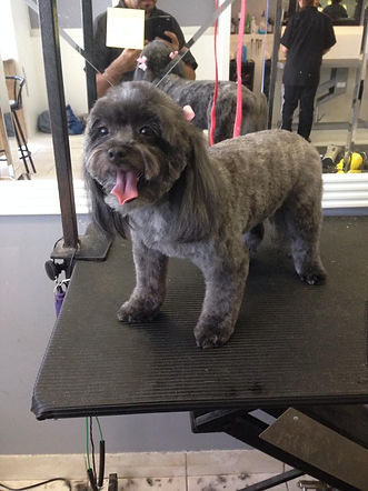 Freshly groomed dog